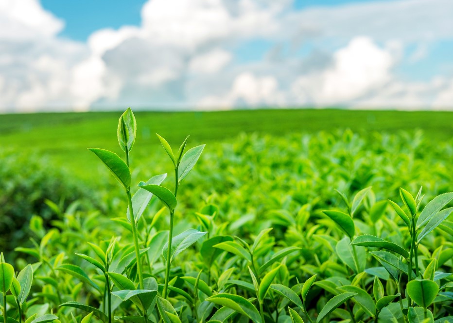 Image by tawatchai07 on Freepik - https://www.freepik.com/free-photo/green-tea-bud-leaves-green-tea-plantations-morning_13181340.htm